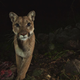P-19 is a beautiful mama lion.